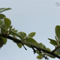 Cotoneaster sp